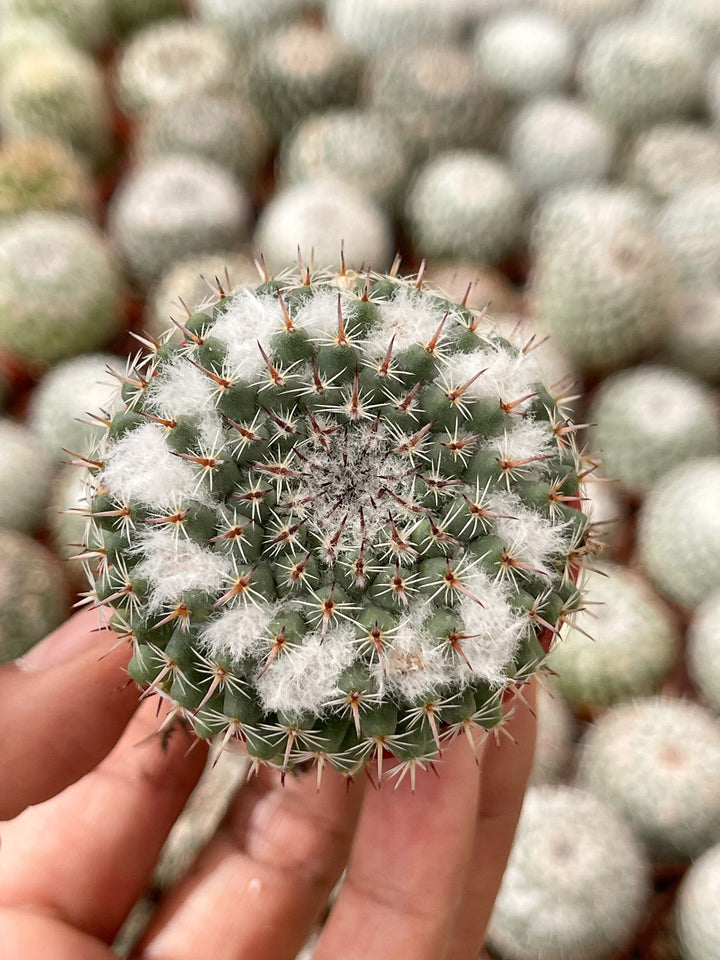 Hairy Mammillaria Cactus | Live Cactus