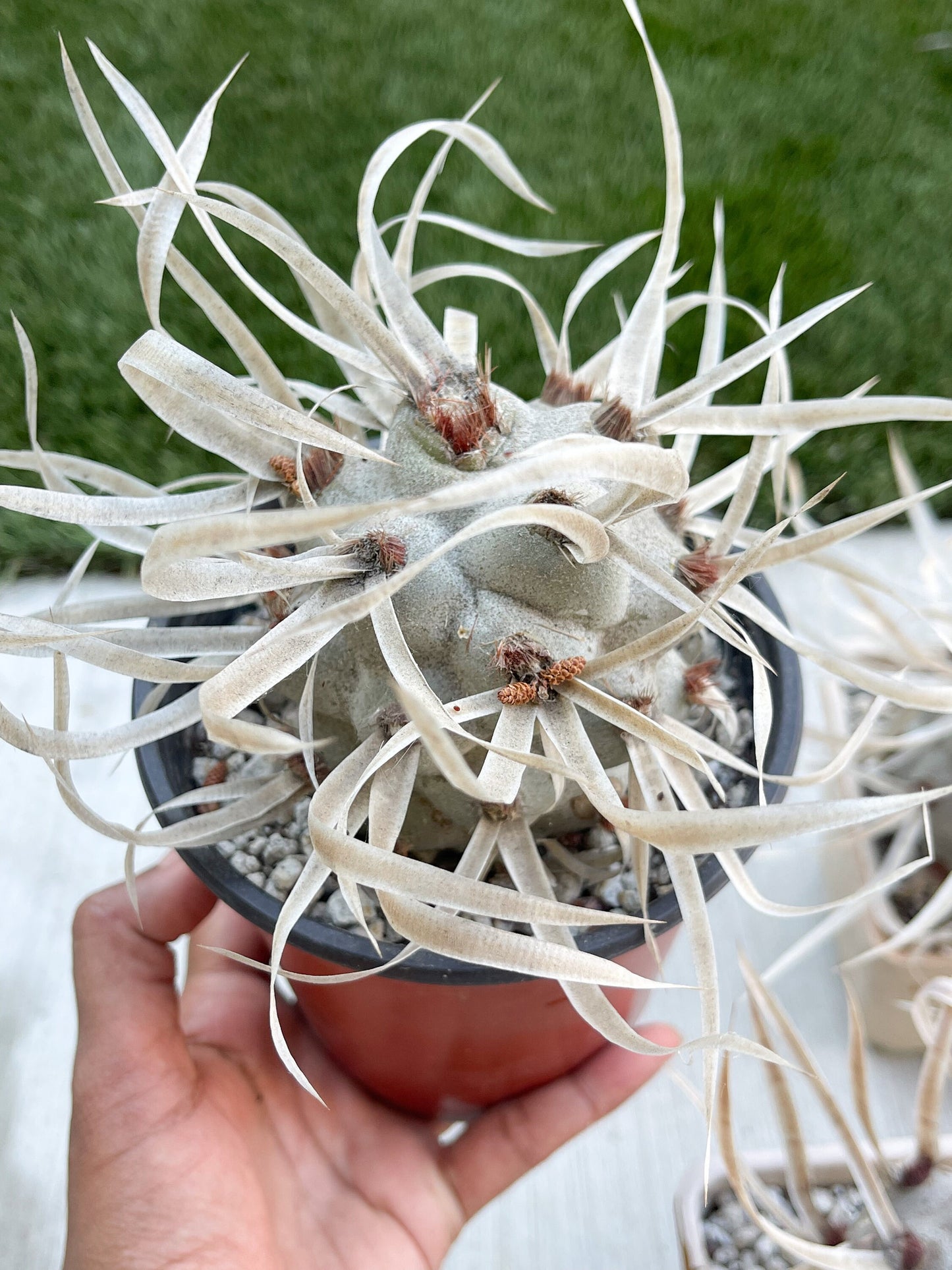 5” Tephrocactus articulatus | Paper Spine Cactus | Live Cactus