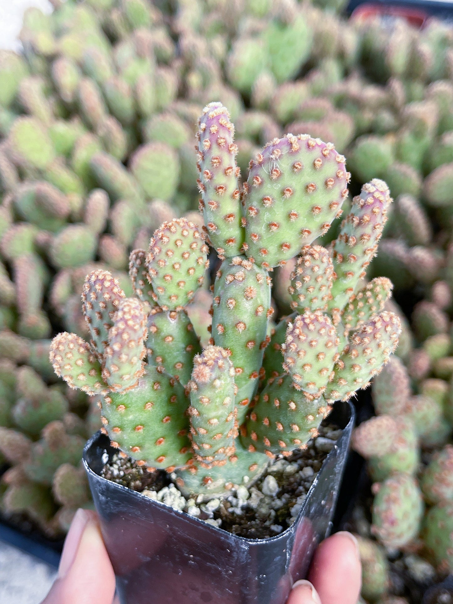 Opuntia Cactus | Purple Cactus | Live Plant