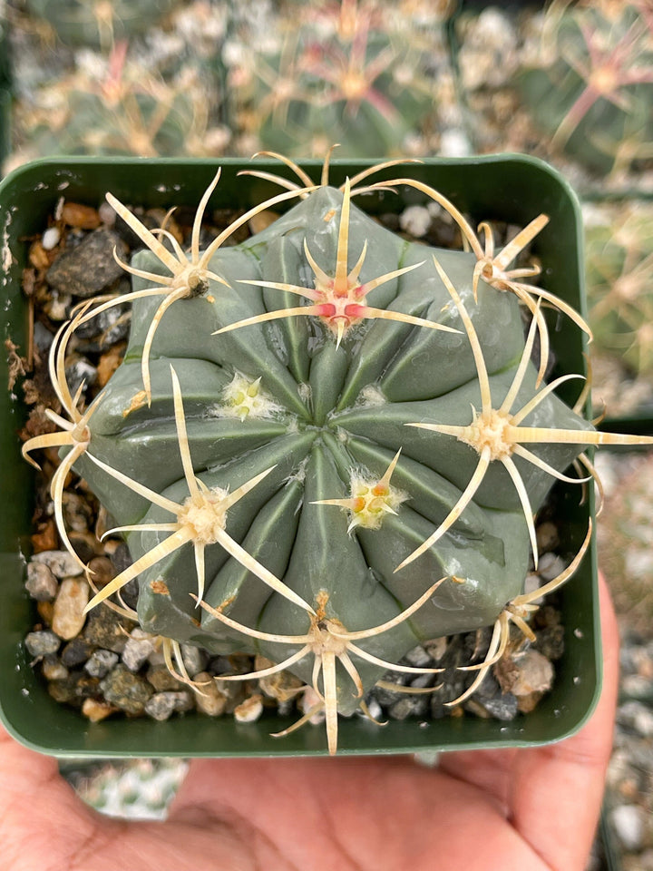 3.5” Ferocactus gracilis coloratus | Red Barrel Cactus | Rare Cactus | Live Plant