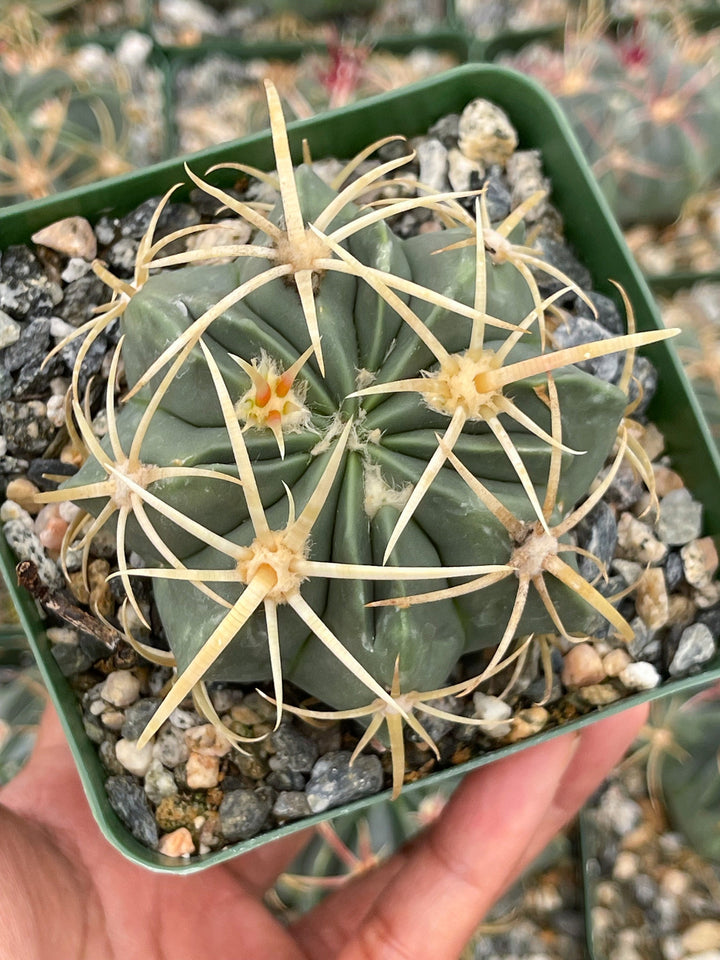 3.5” Ferocactus gracilis coloratus | Red Barrel Cactus | Rare Cactus | Live Plant