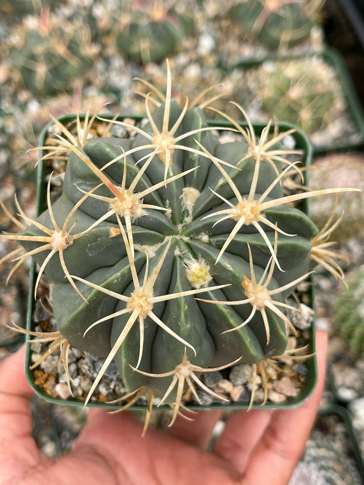 3.5” Ferocactus gracilis coloratus | Red Barrel Cactus | Rare Cactus | Live Plant