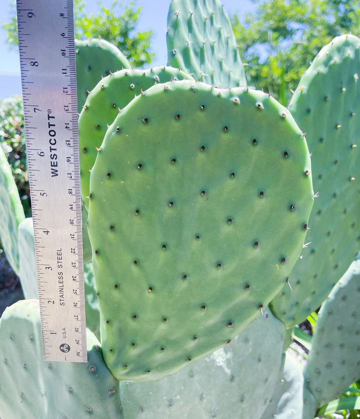 Opuntia Cutting Pad | Live Cactus | Live Plant