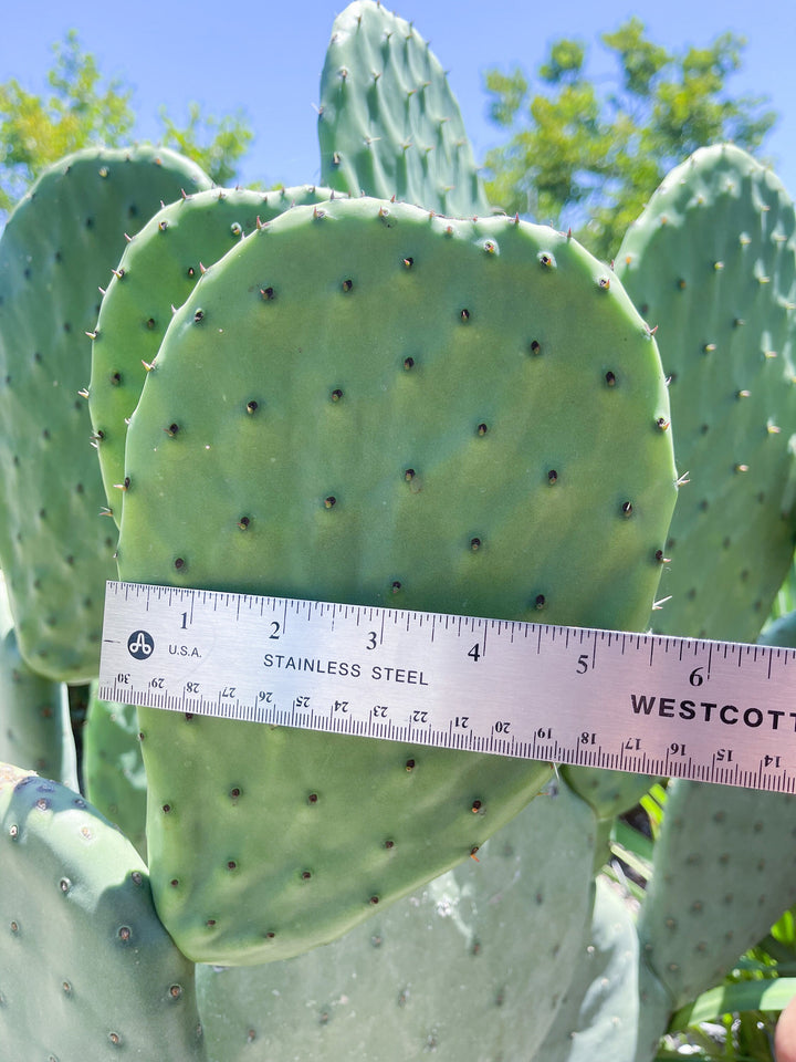 Opuntia Cutting Pad | Live Cactus | Live Plant