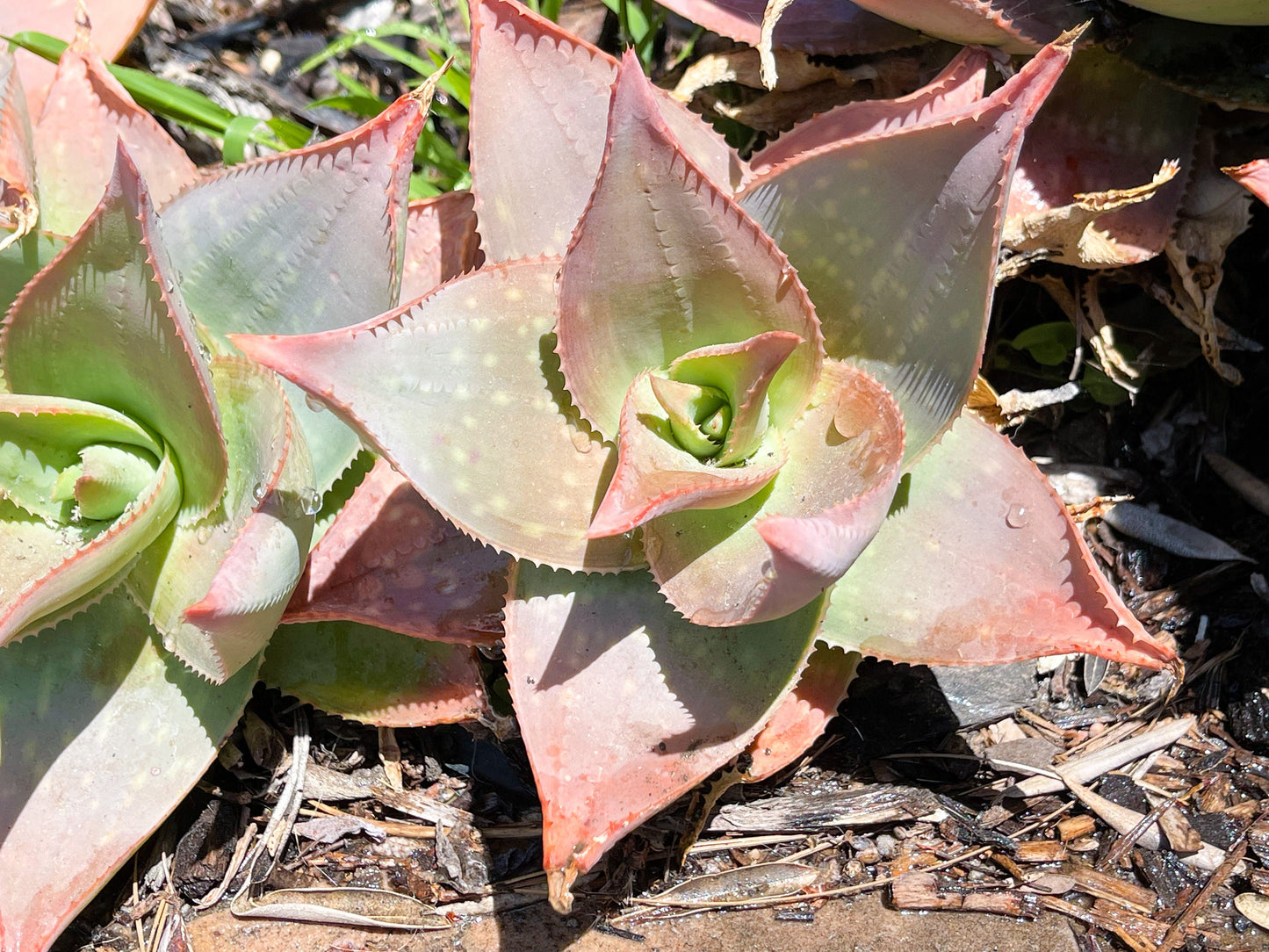 Aloe umfoloziensis | Live Aloe | Live Succulent