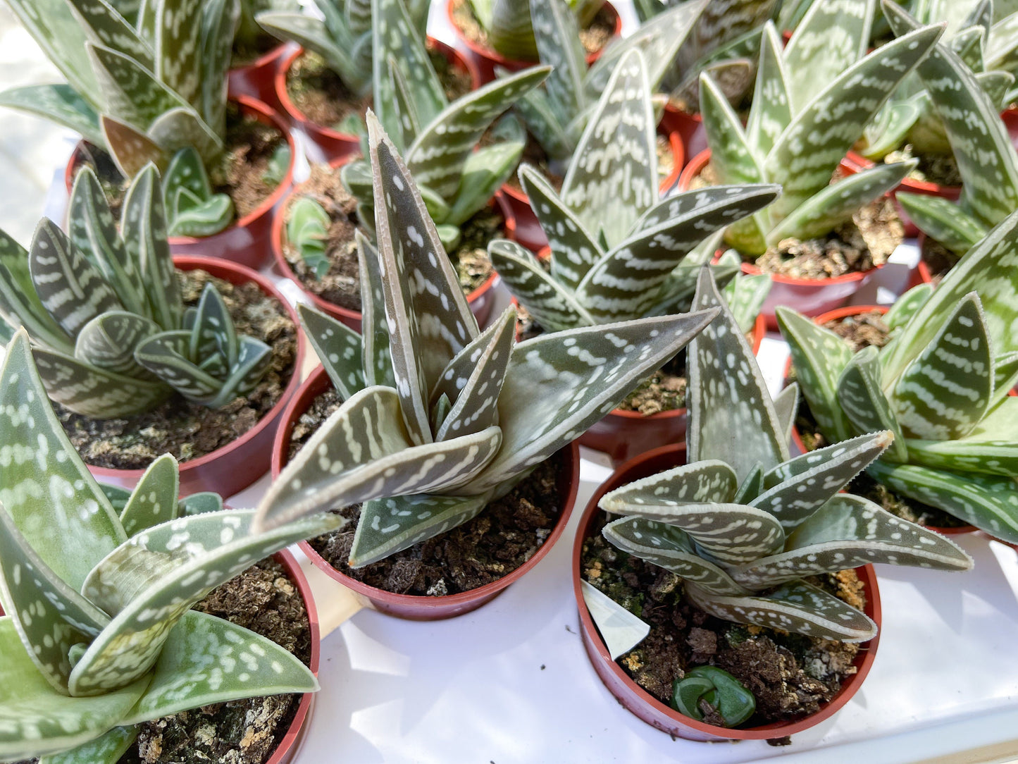 Tiger Aloe | Aloe variegata | Live Plant