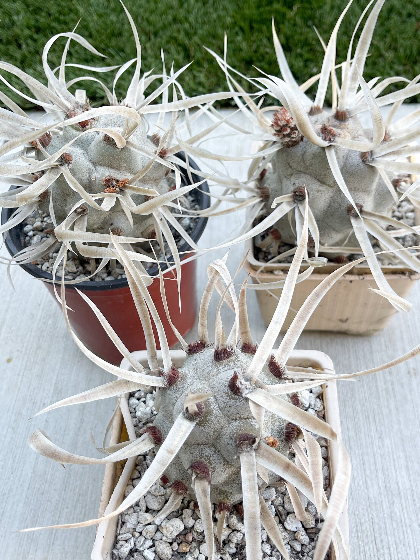 5” Tephrocactus articulatus | Paper Spine Cactus | Live Cactus