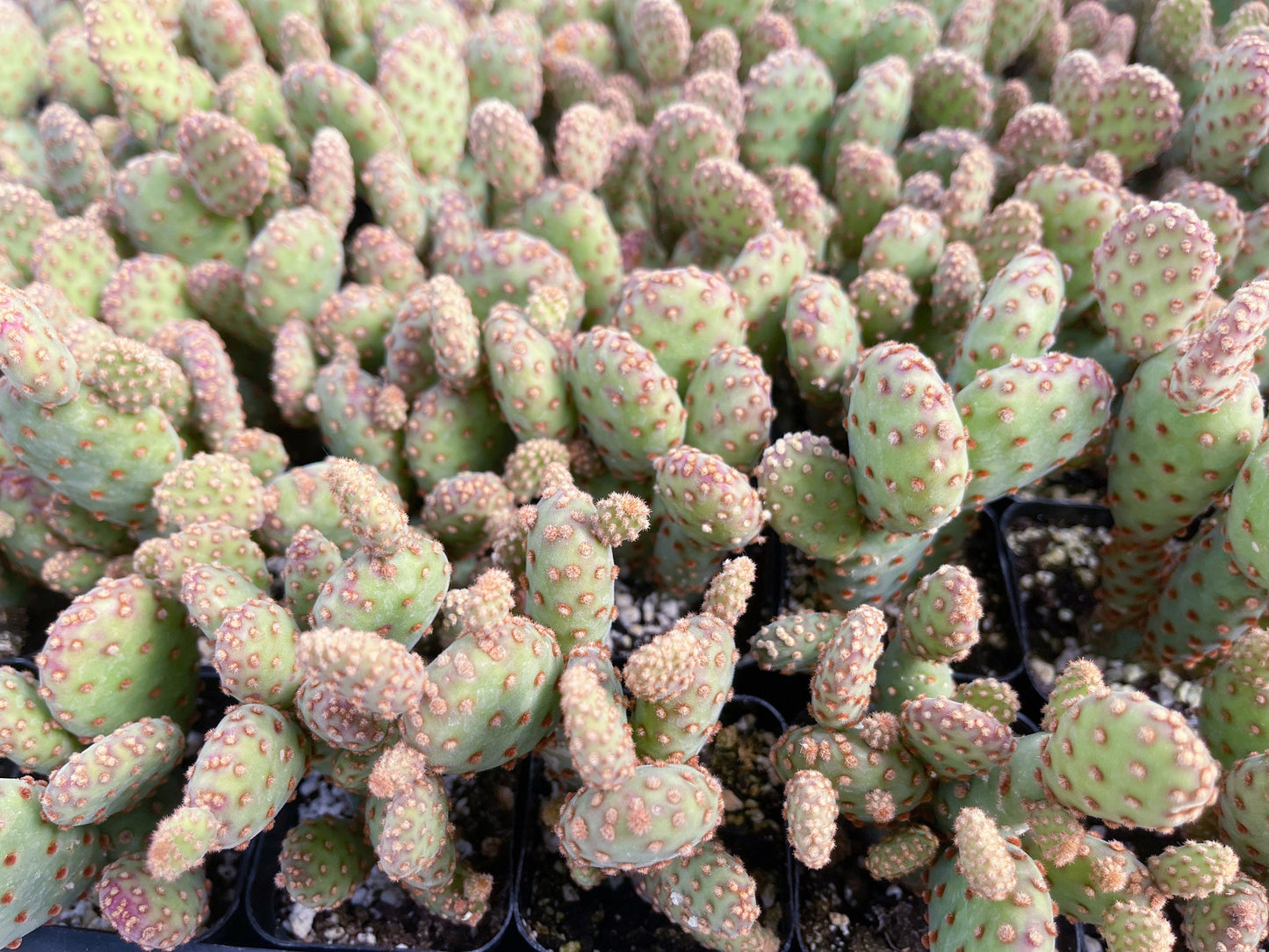 Opuntia Cactus | Purple Cactus | Live Plant