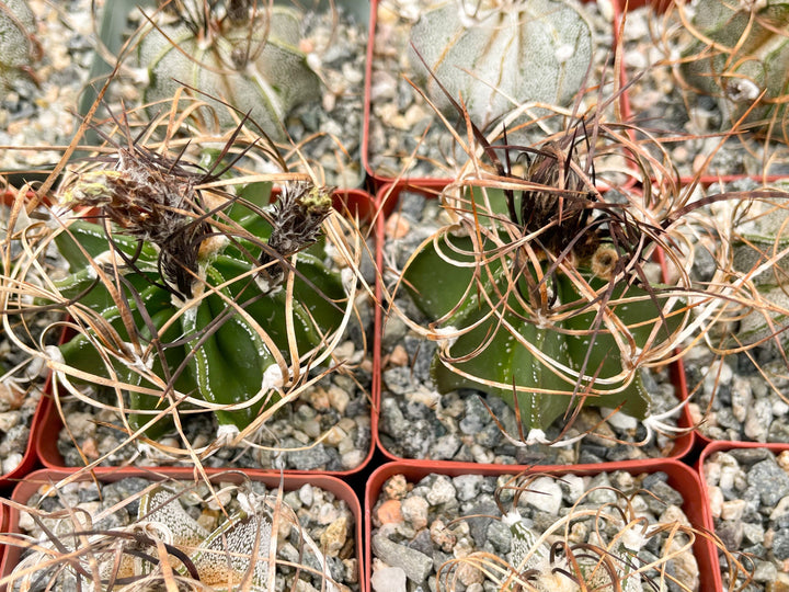 Busy spines Astrophytum Capricorne | Live Cactus