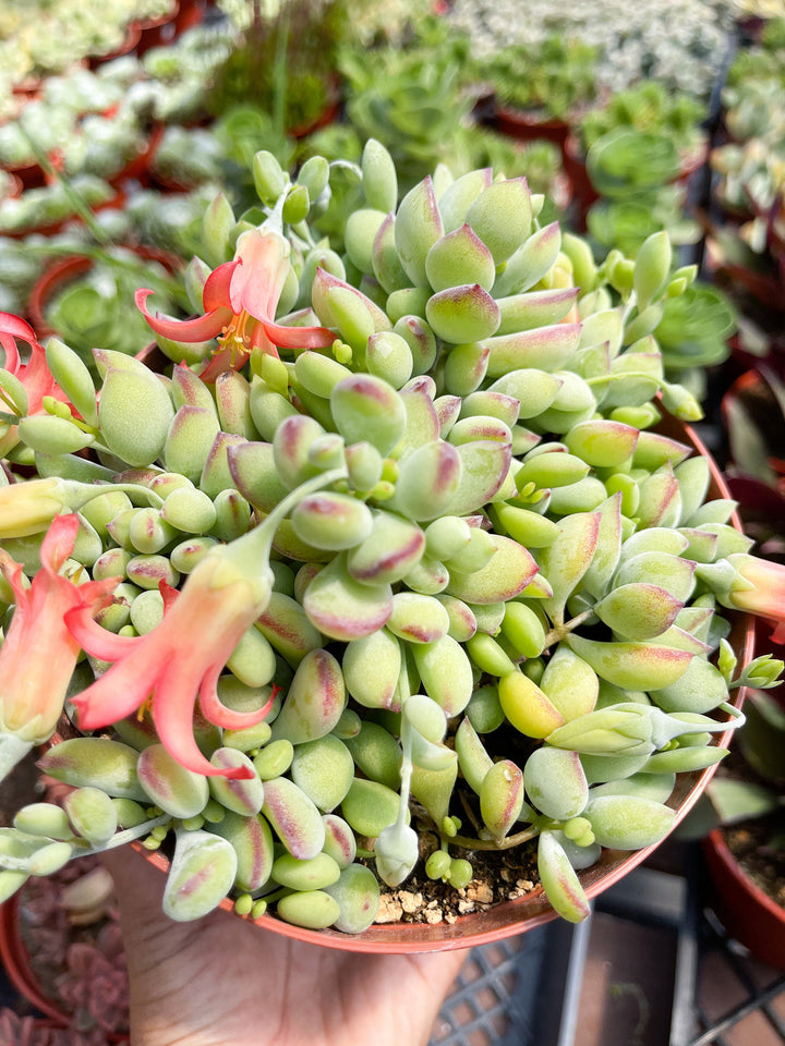 Cotyledon pendens | Cliff Cotyledon | Live Succulent