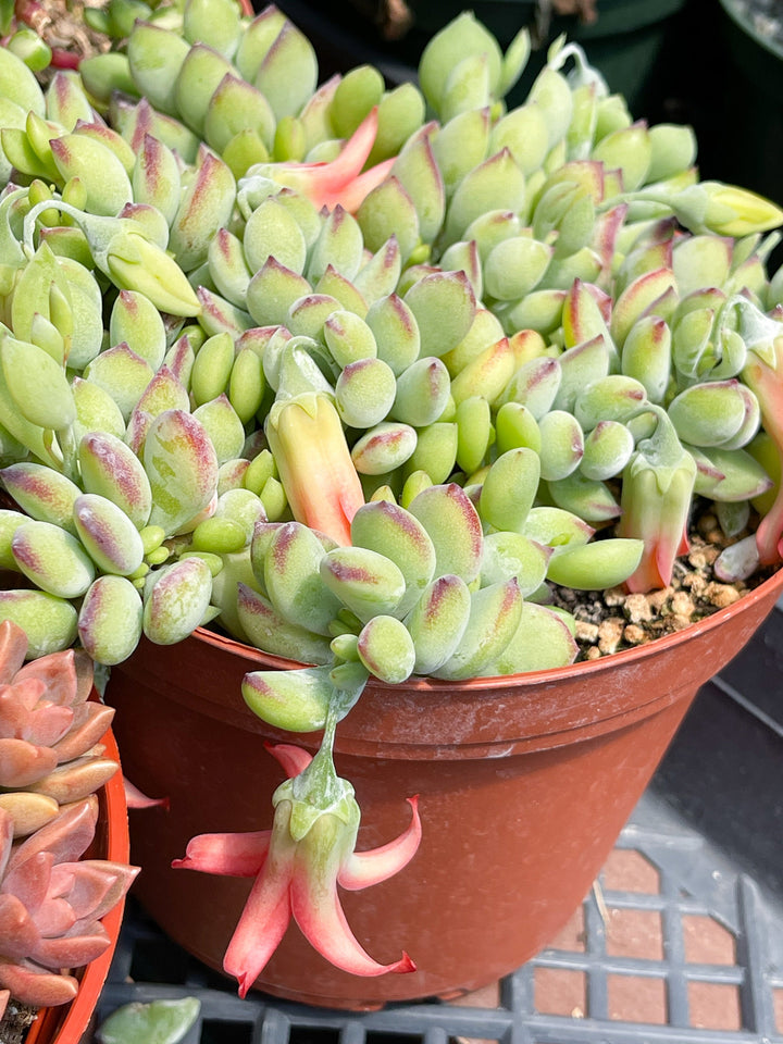 Cotyledon pendens | Cliff Cotyledon | Live Succulent