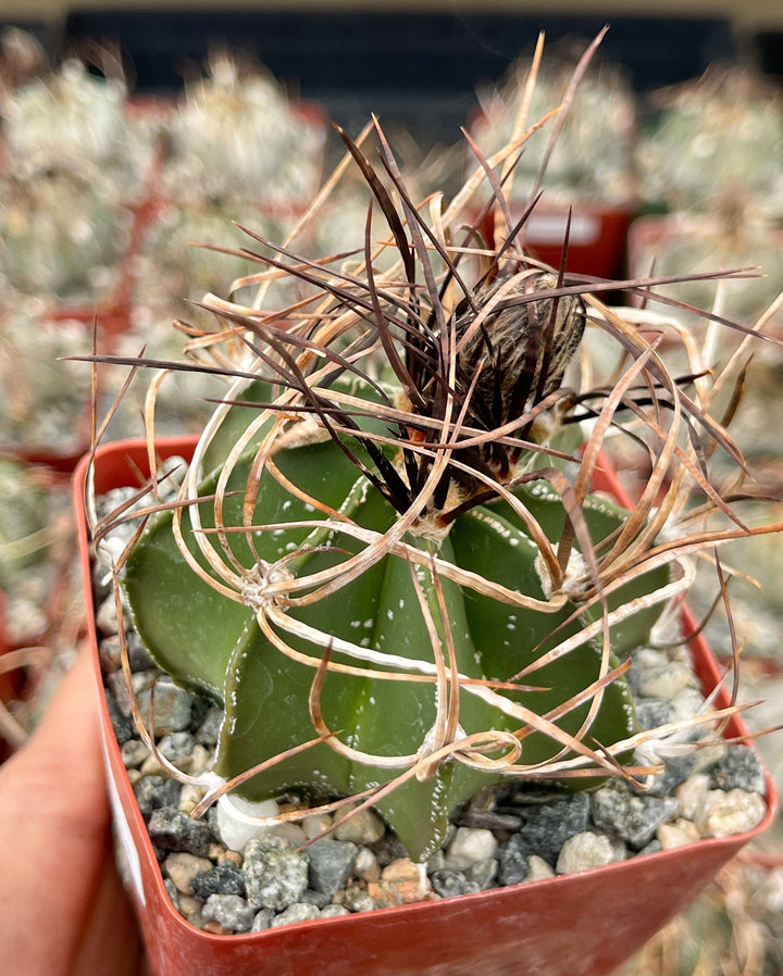 Busy spines Astrophytum Capricorne | Live Cactus