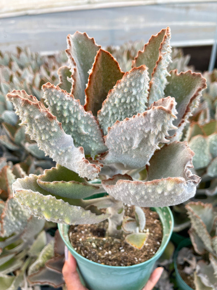 Kalanchoe beharensis ‘Fang’ | Live Succulent | Fuzzy Succulent