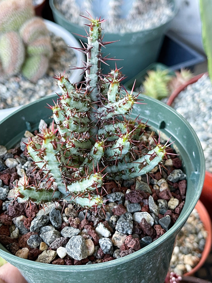 Euphobia Aeruginosa | Rare Cactus