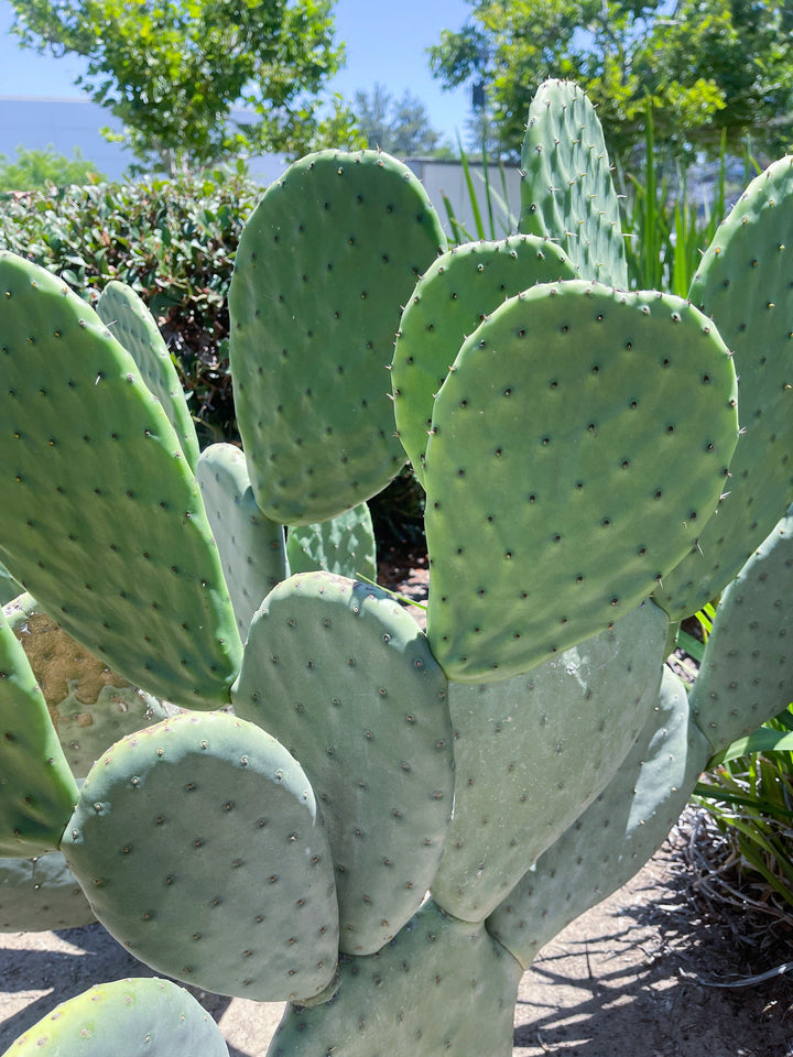 Opuntia Cutting Pad | Live Cactus | Live Plant