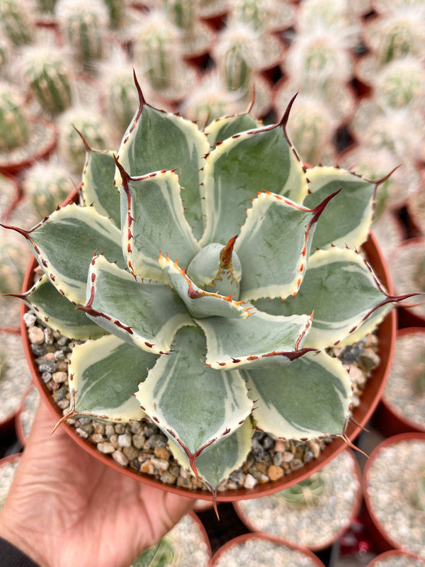 Variegated Agave potatorum Kichijokan with pup | Rare Agave