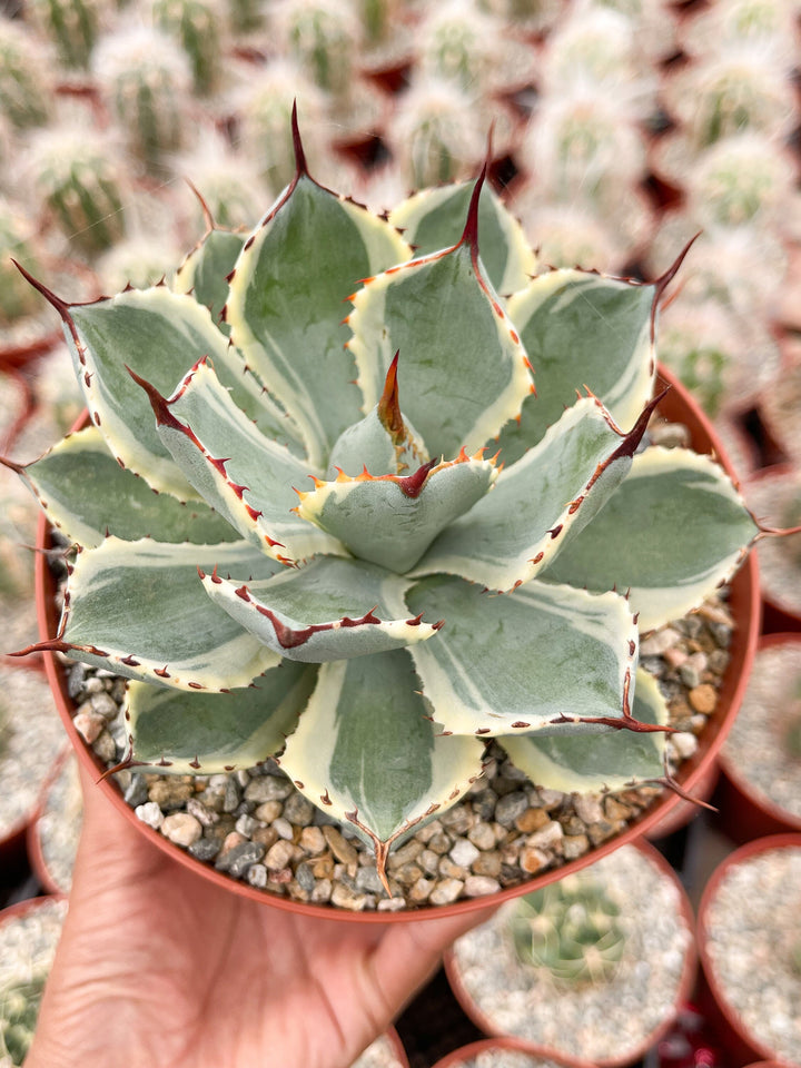 Variegated Agave potatorum Kichijokan with pup | Rare Agave