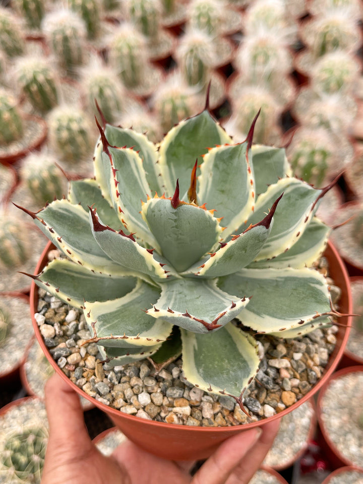 Variegated Agave potatorum Kichijokan with pup | Rare Agave