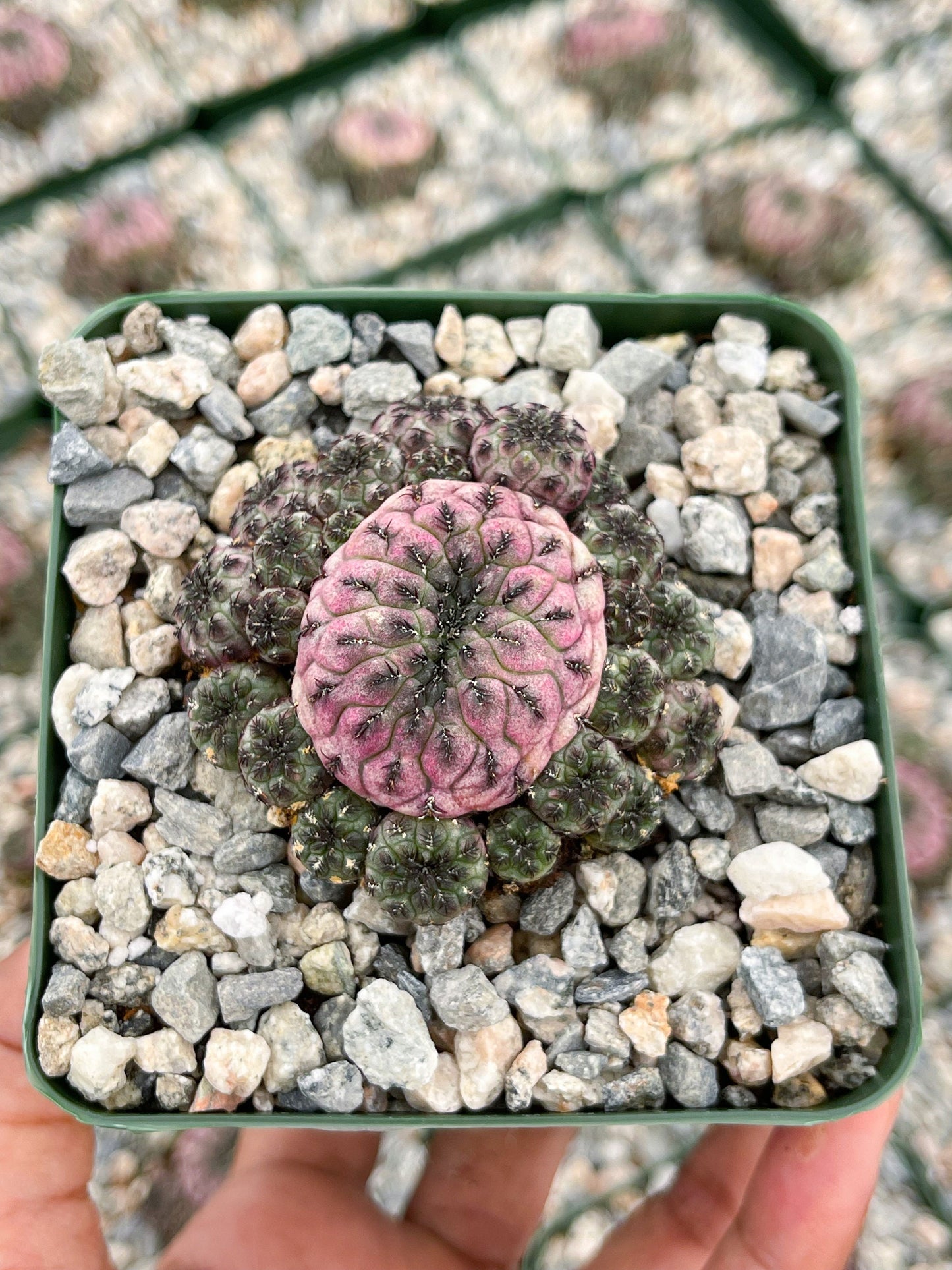 Sulcorebutia rauschii violaceidermis cactus | Live Cactus | Rare Cactus