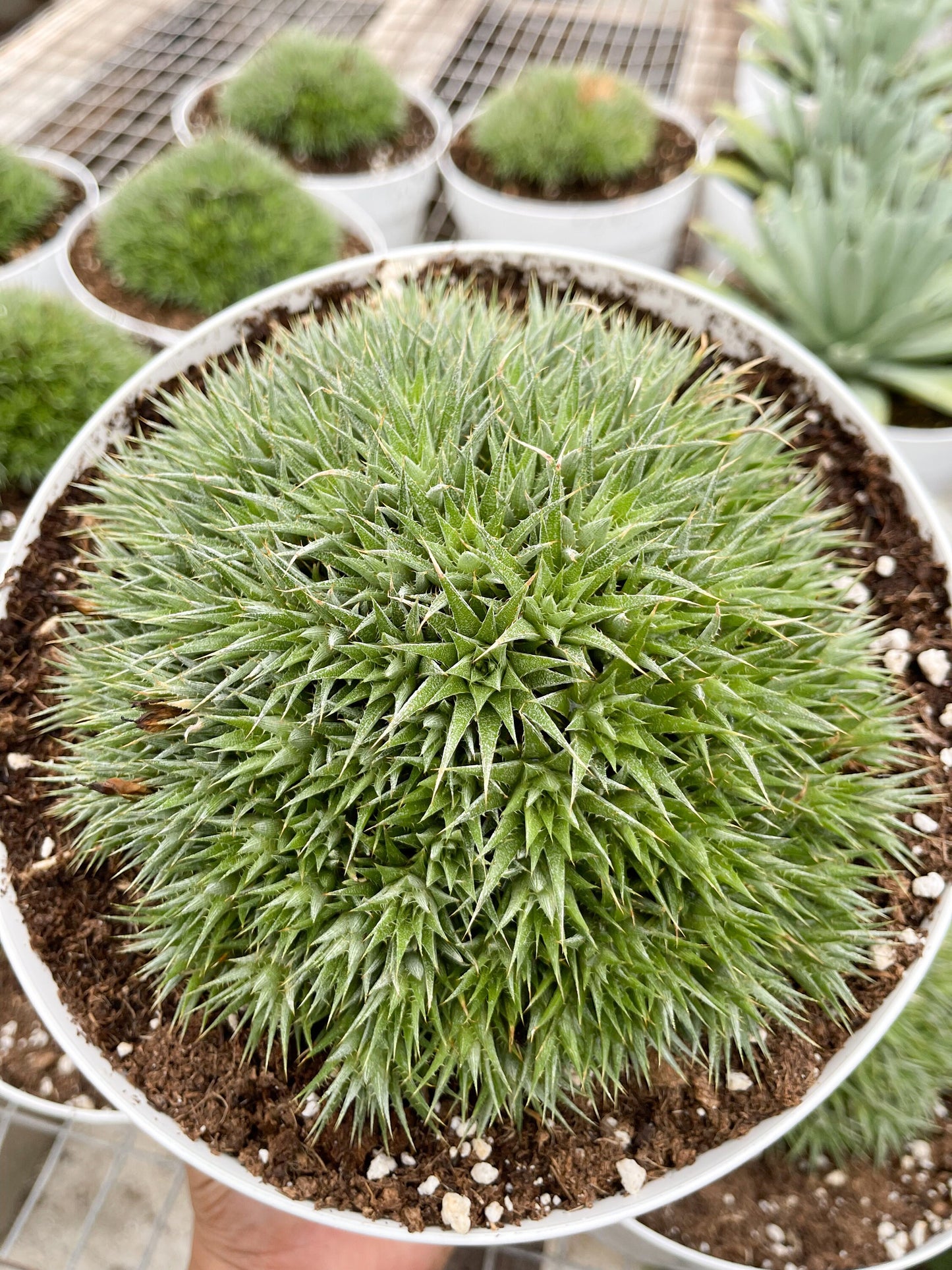 Deuterocohnia Brevifolia | Live Plant