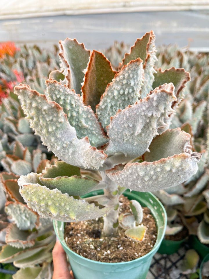 Kalanchoe beharensis ‘Fang’ | Live Succulent | Fuzzy Succulent