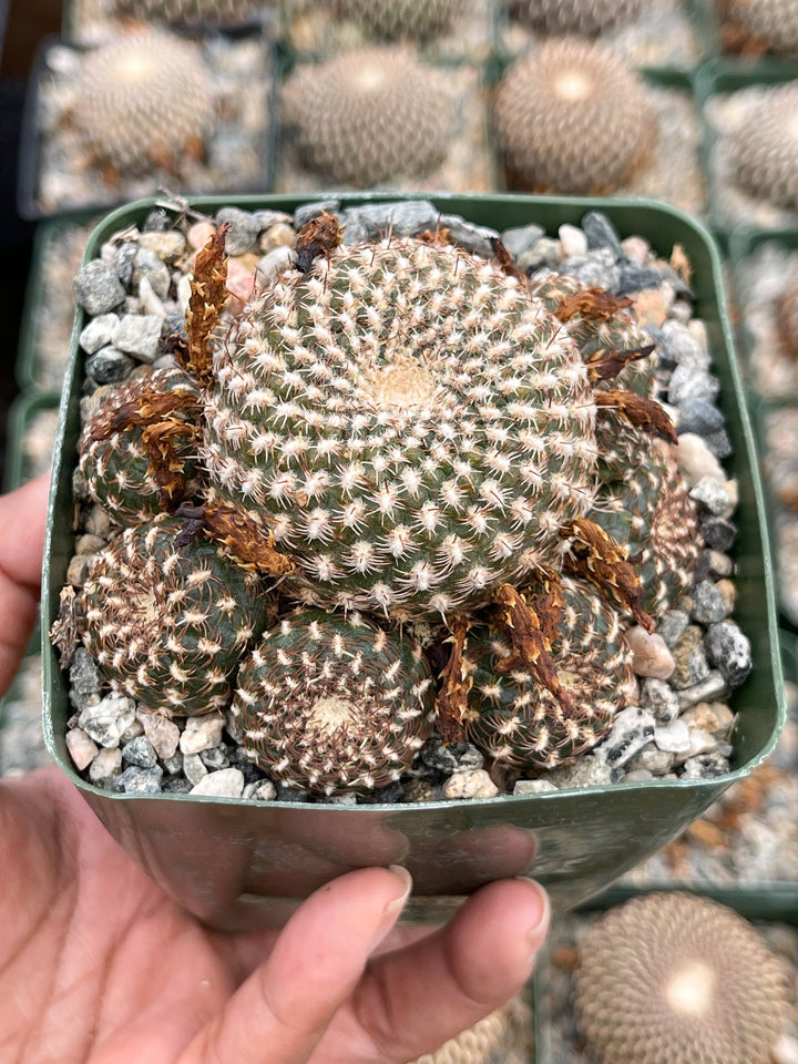 Sulcorebutia Arenacea | Live Cactus