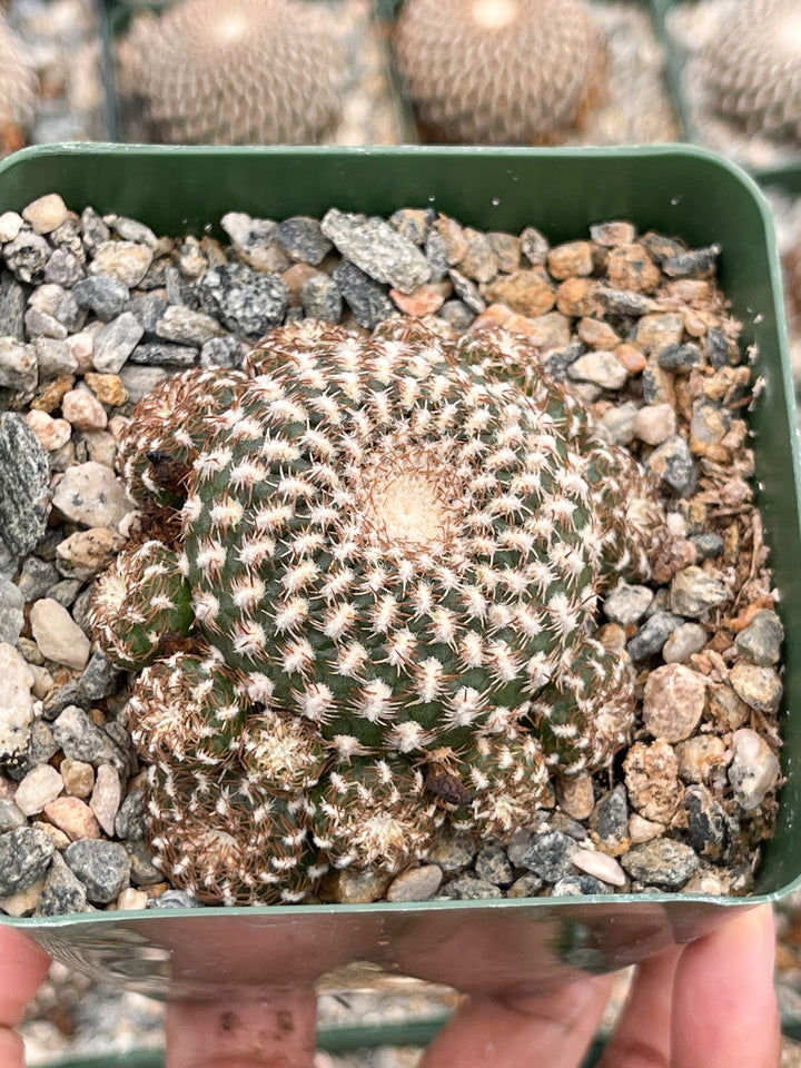 Sulcorebutia Arenacea | Live Cactus