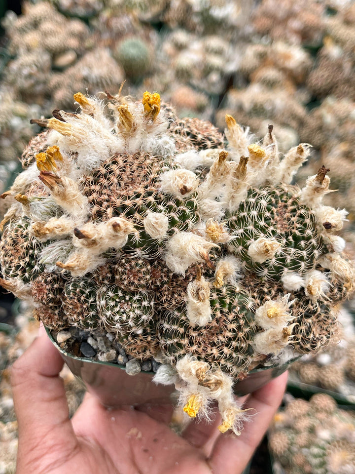 3.5” Lobivia Distefanoiana Clusters | Live Plant