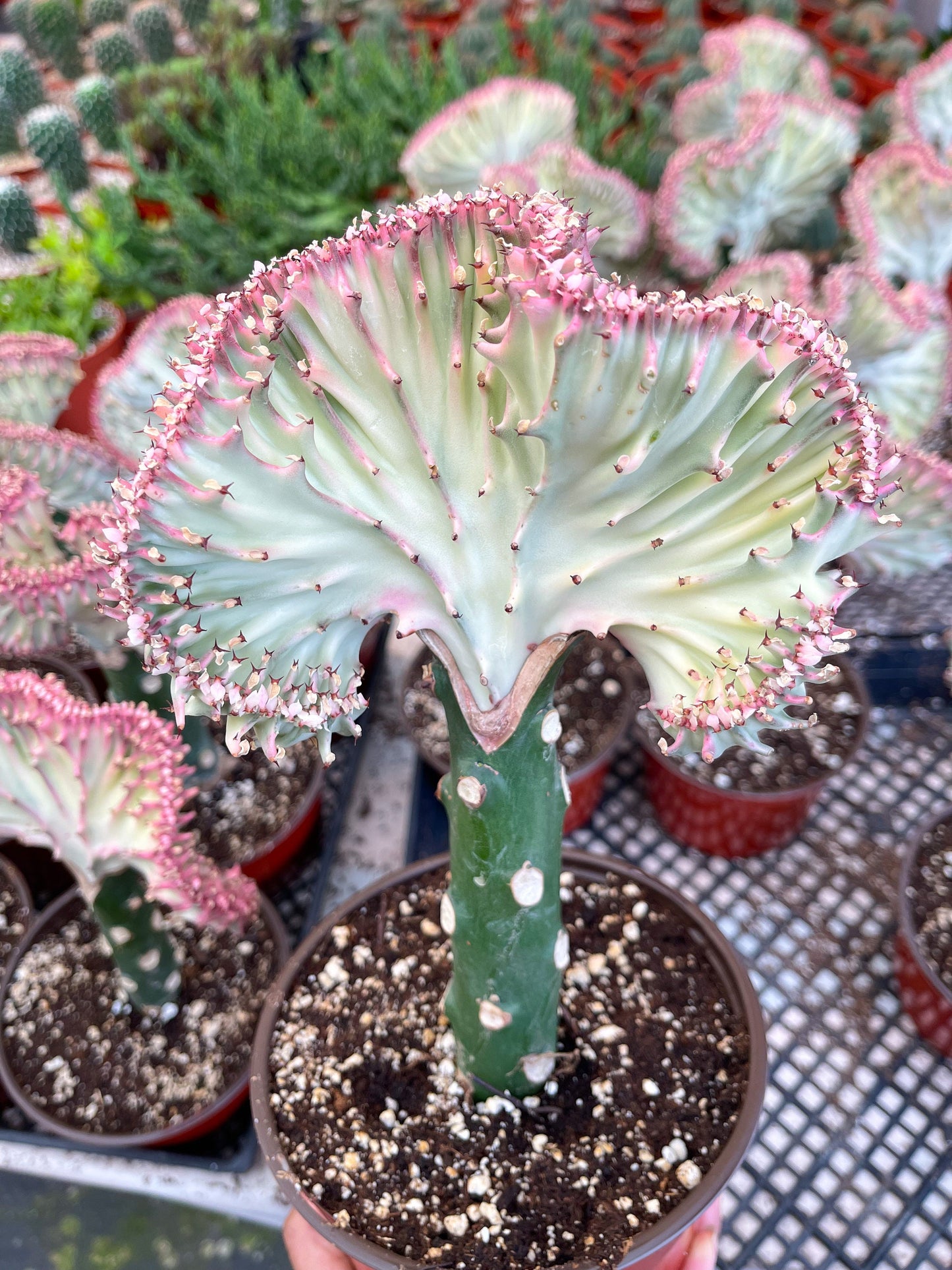 Coral Cactus | Rare Cactus | Graft Cactus