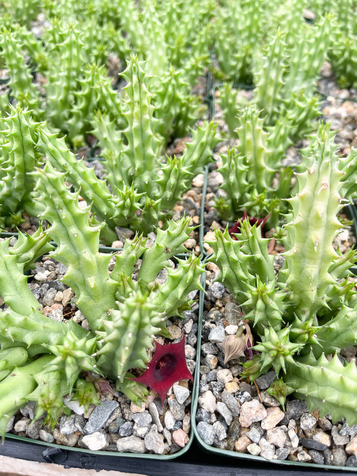 Huernia Schneideriana | Huernia Macrocarpa | Lifesaver | Rare succulent