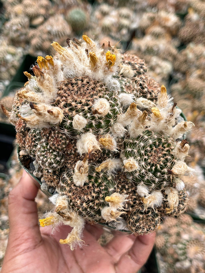 3.5” Lobivia Distefanoiana Clusters | Live Plant