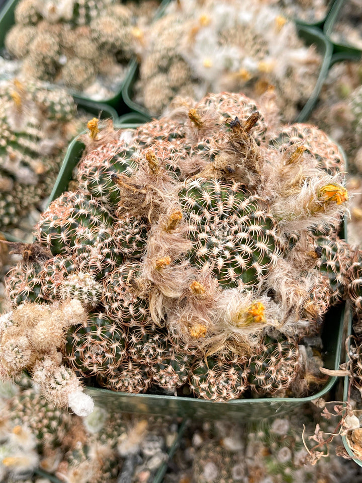 3.5” Lobivia Distefanoiana Clusters | Live Plant