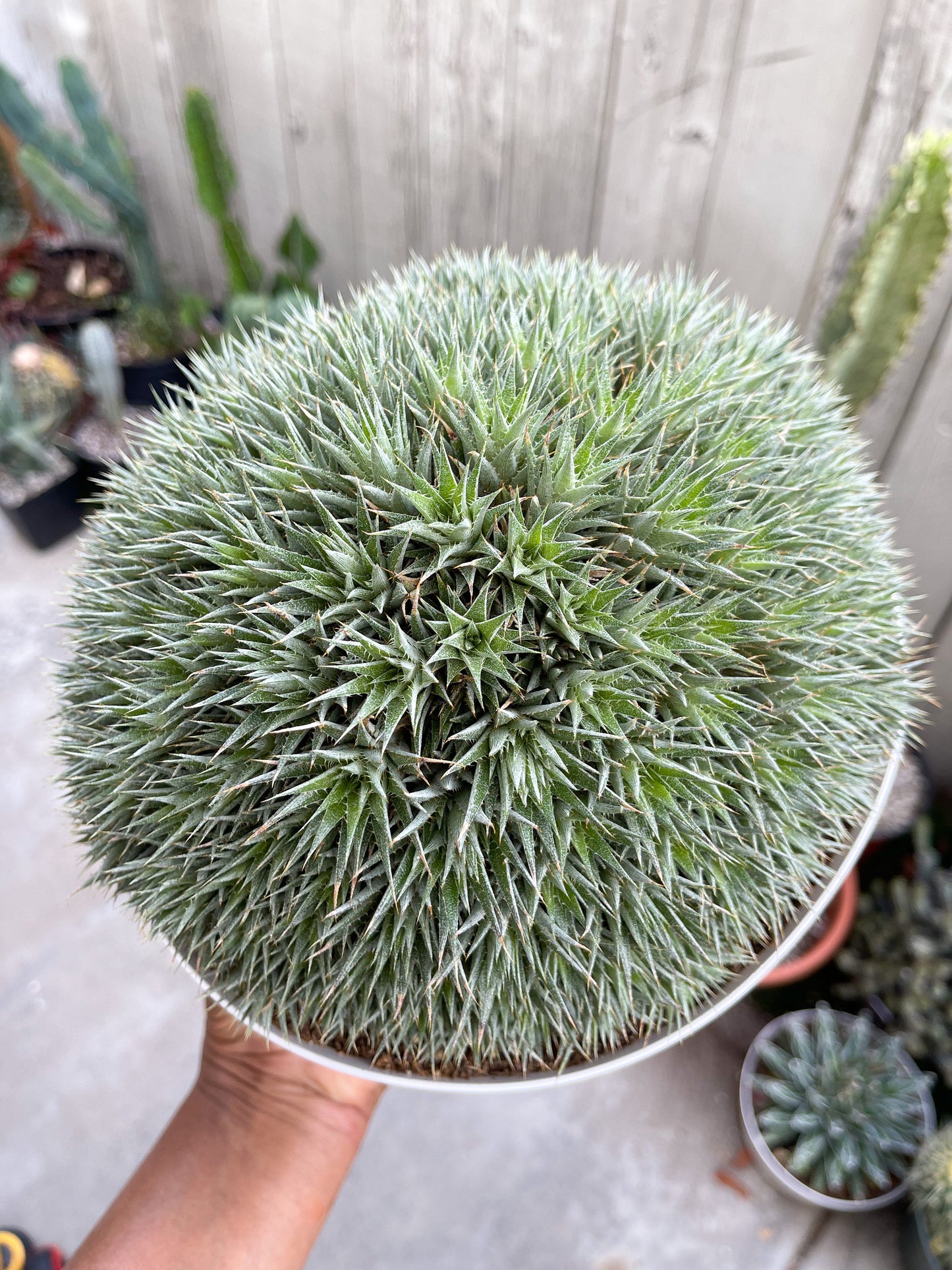 Deuterocohnia Brevifolia | Live Plant