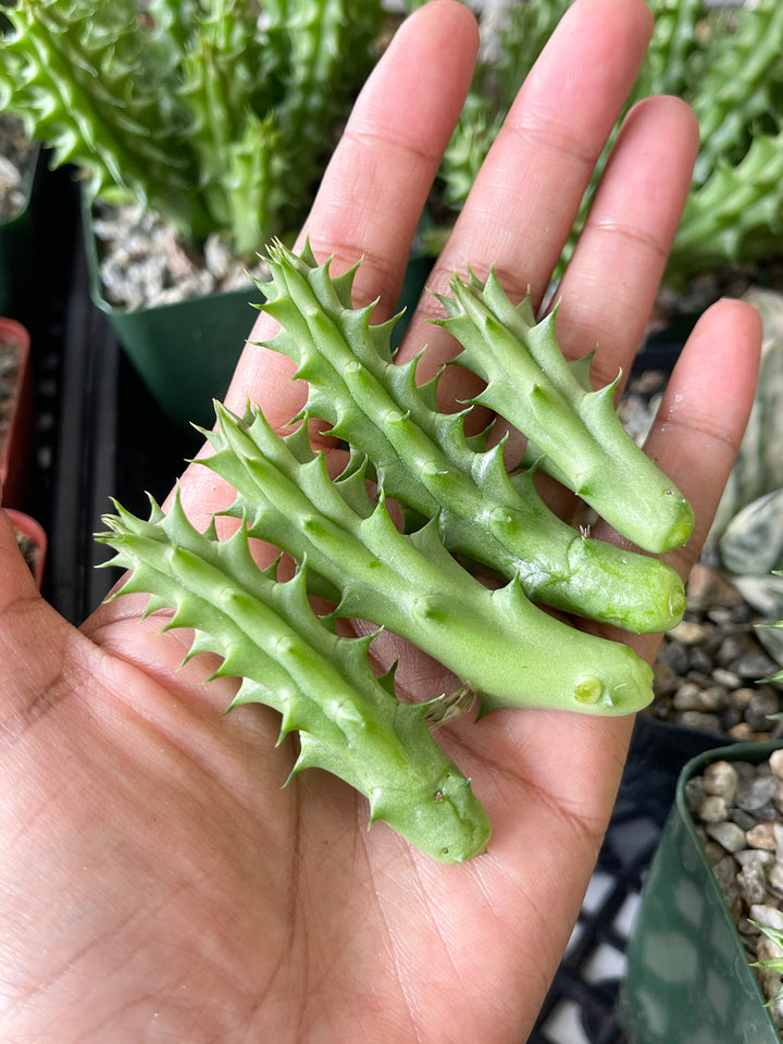 huernia stapelia succulent cactus Huernia Schneideriana | Huernia Macrocarpa | Lifesaver