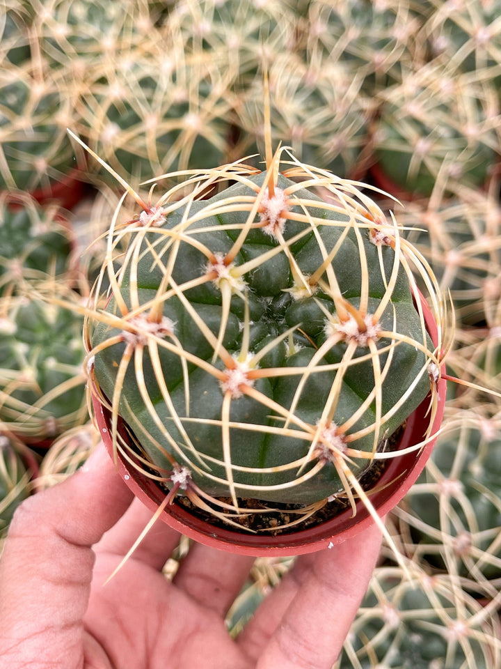 Gymnocalycium Multiflorum Live Cactus | Rare Cactus