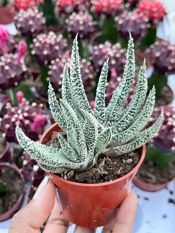 May include: A small potted succulent plant with white and green leaves. The plant is in a red plastic pot and the soil is brown. The leaves are pointed and have a speckled appearance.