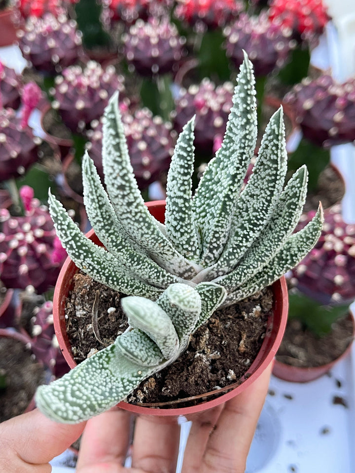 May include: A small potted succulent plant with white speckles on its green leaves. The plant is in a brown pot and has a unique, spiky shape.