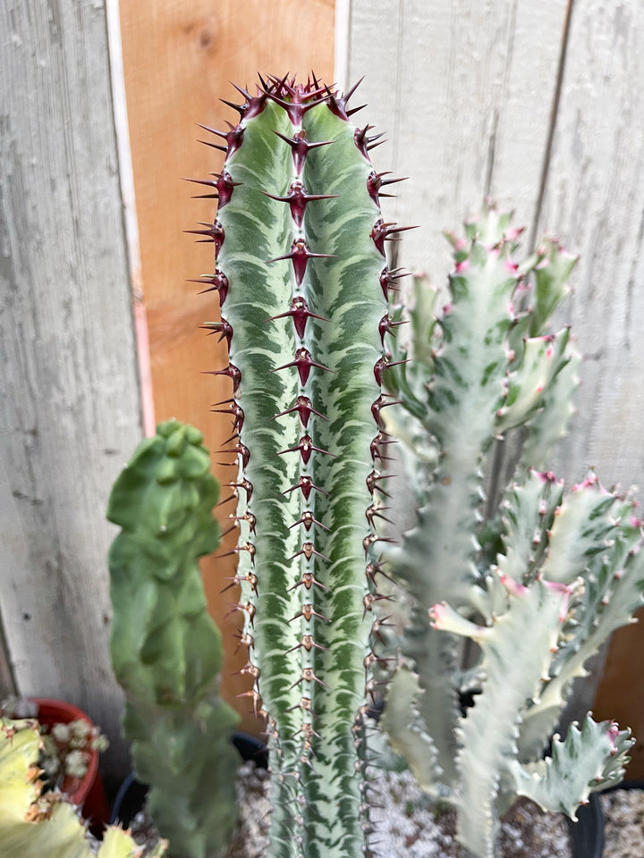 Euphorbia Confinalis ssp. Rhodesia | Live Plant | Live Cactus