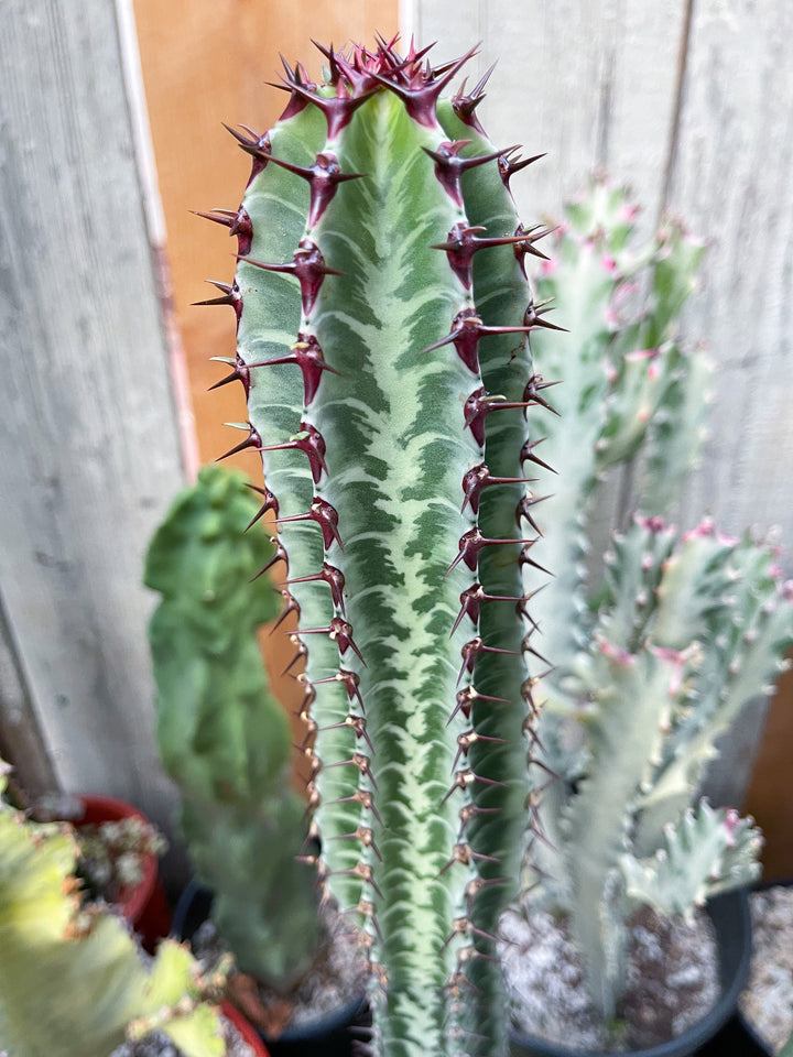 Euphorbia Confinalis ssp. Rhodesia | Live Plant | Live Cactus