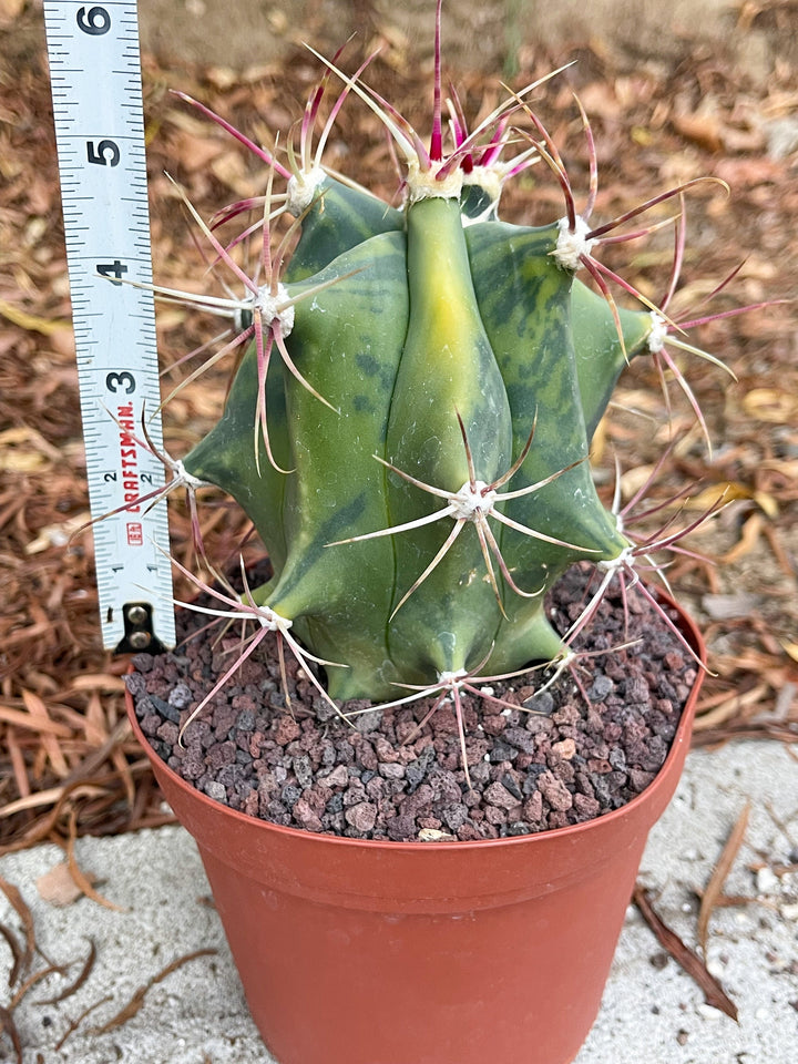 Variegated Ferocactus gracilis coloratus | Rare Cactus | Live Plant