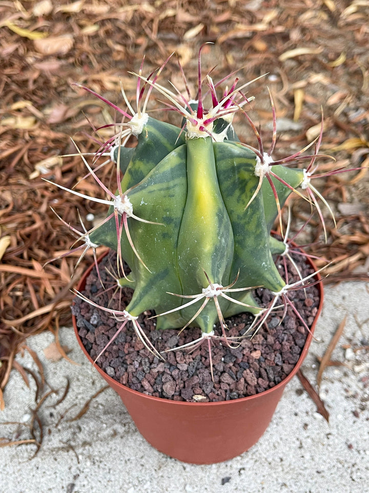 Variegated Ferocactus gracilis coloratus | Rare Cactus | Live Plant