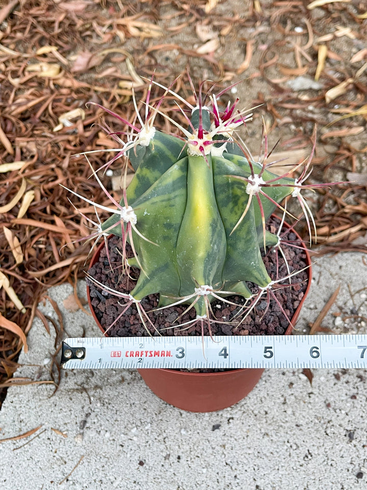 Variegated Ferocactus gracilis coloratus | Rare Cactus | Live Plant