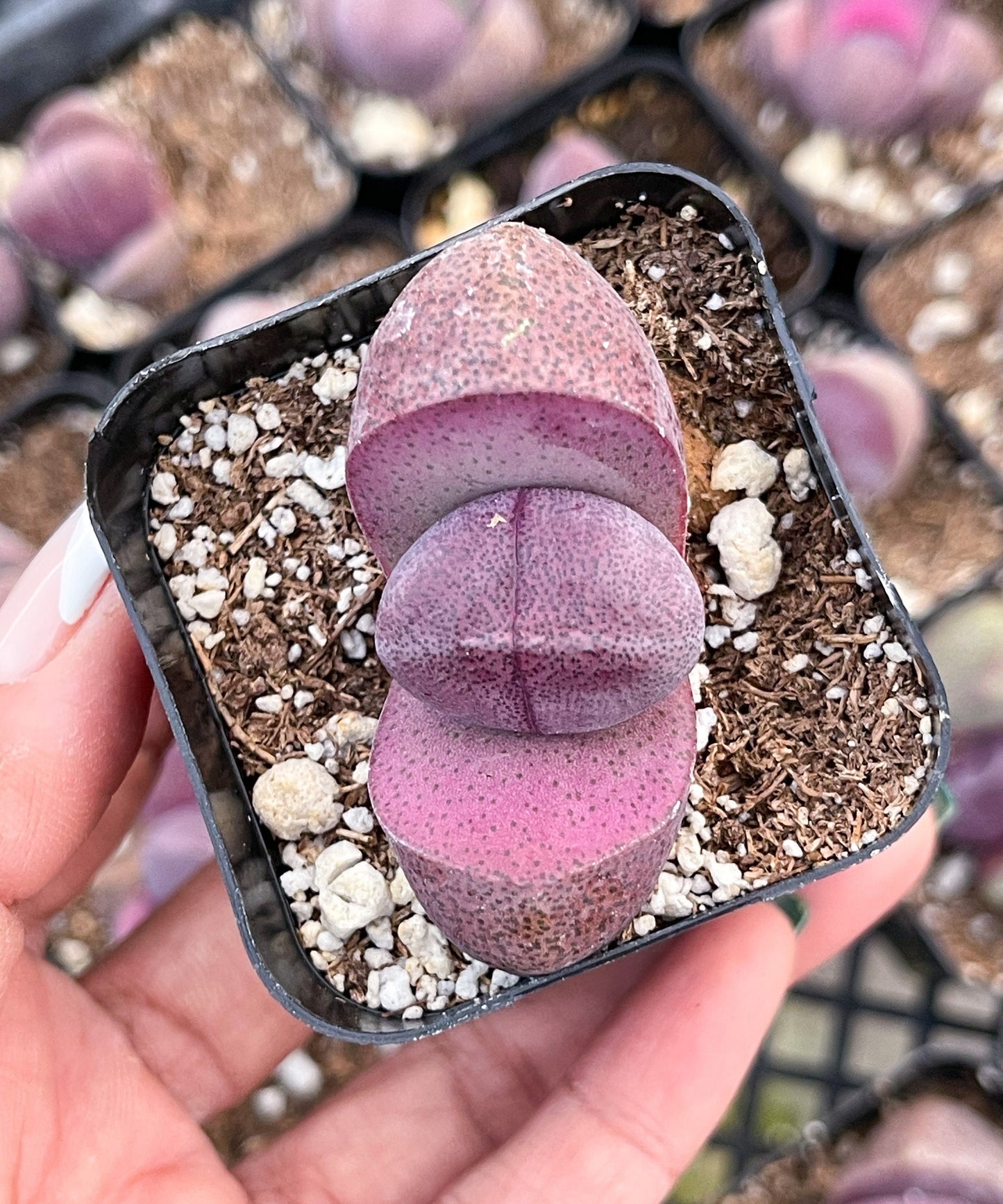 2” Royal Flush | Pleisopilos nelii cv. Royal Flush, Split Rock | Cleft Stone | Liveplants | Rare Plant | Lithops