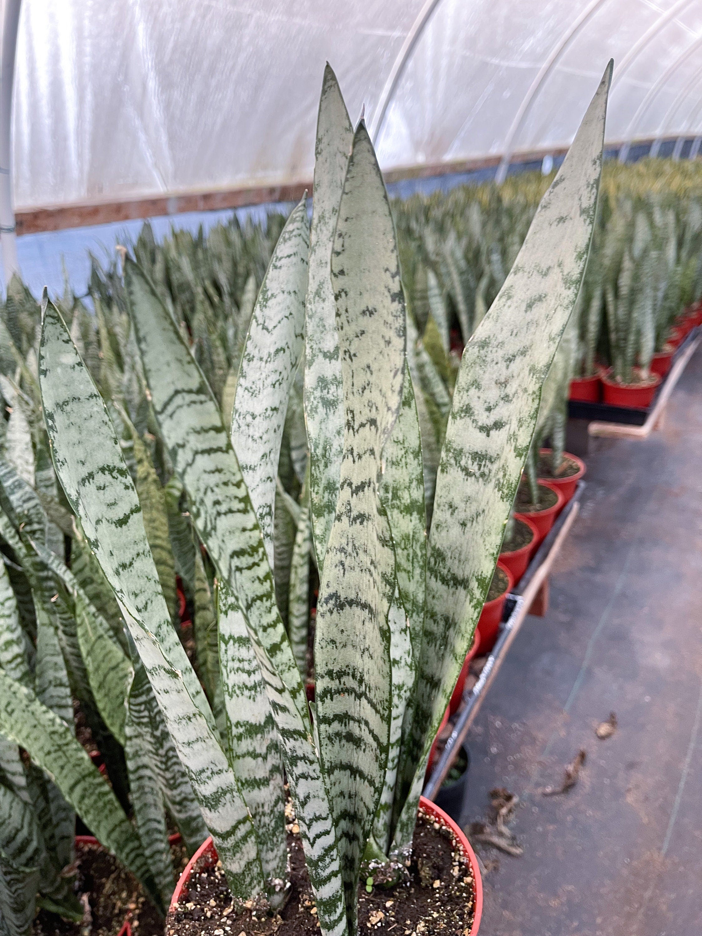 Beleaf And Grow Snake Plant - Thumbnail 2
