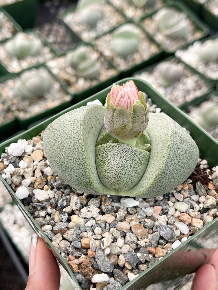 Split Rock Succulent | Pleiospilos nelii