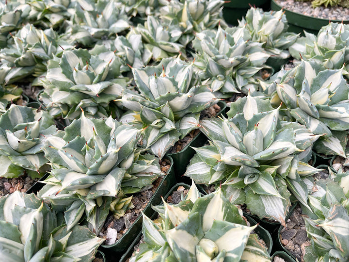 Variegated Agave Isthmensis Ohi Raigin | Rare Agave