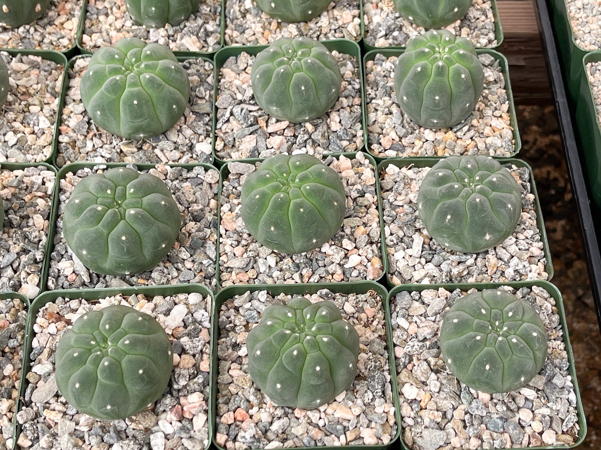 Submatucana madisonforume Albiflora | Live Cactus | Live Plant