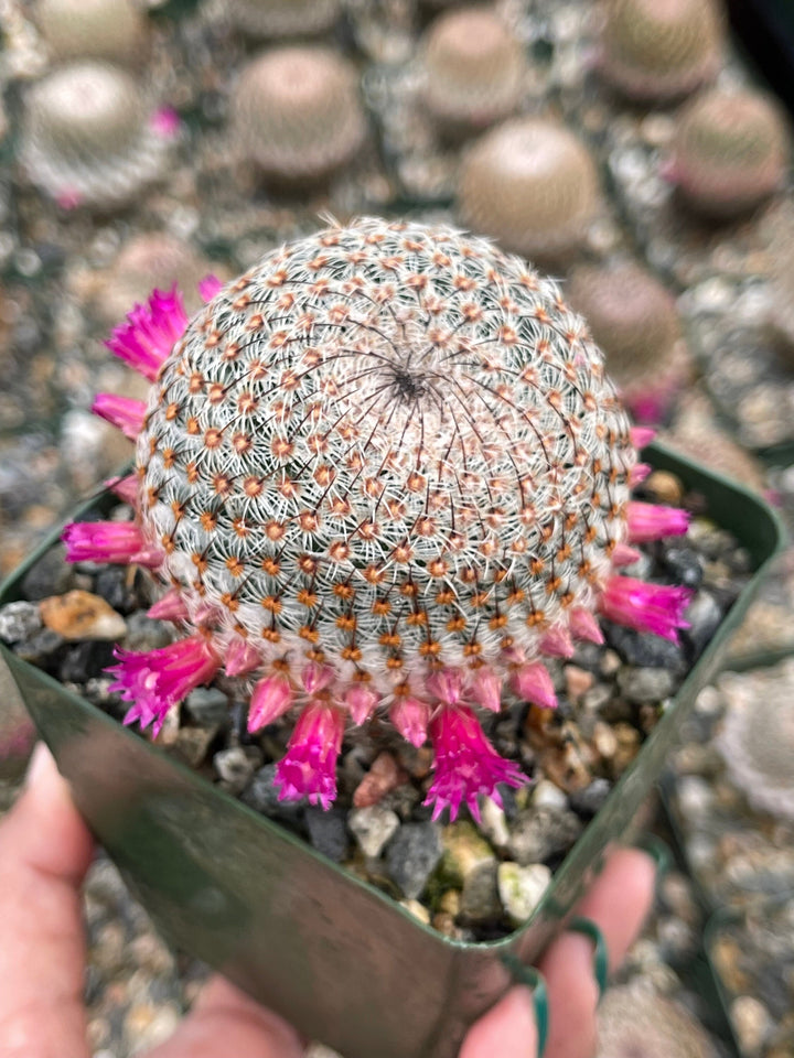 Mammillaria Huitzilopochtli with flower buds | Live Cactus