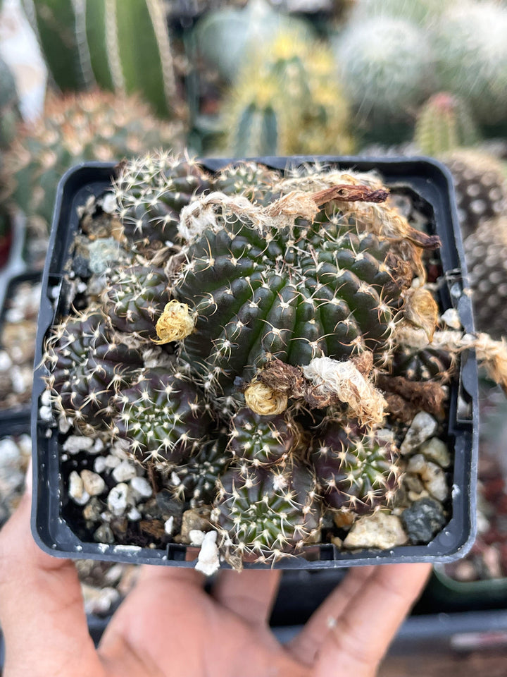 3.5”Lobivia Arachnacantha Cluters | Black Cactus | Live Cactus