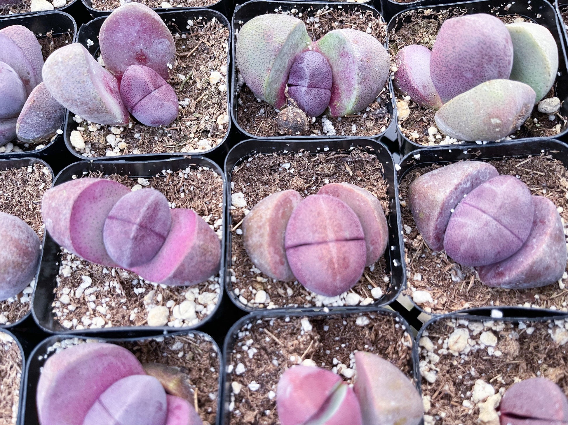 2” Royal Flush | Pleisopilos nelii cv. Royal Flush, Split Rock | Cleft Stone | Liveplants | Rare Plant | Lithops